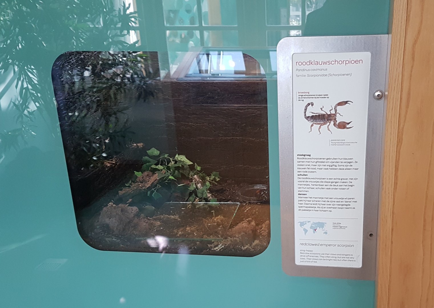 Enclosure Red-clawed scorpion