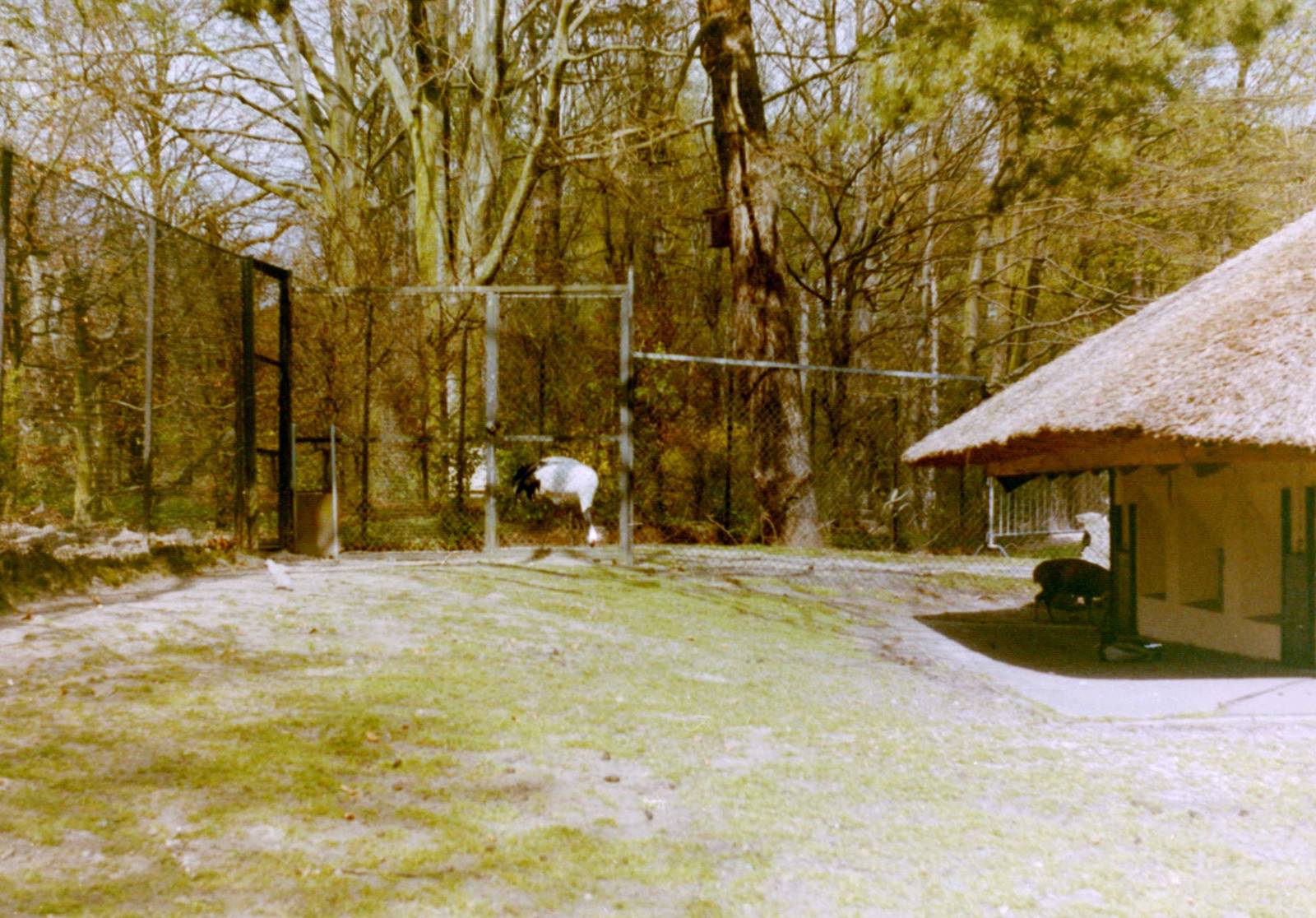 Enclosure Red-crowned crane