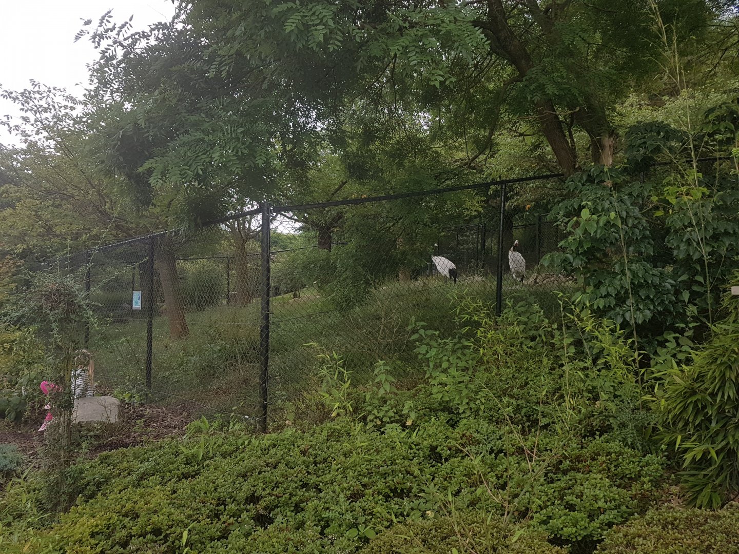 Enclosure Red-crowned crane