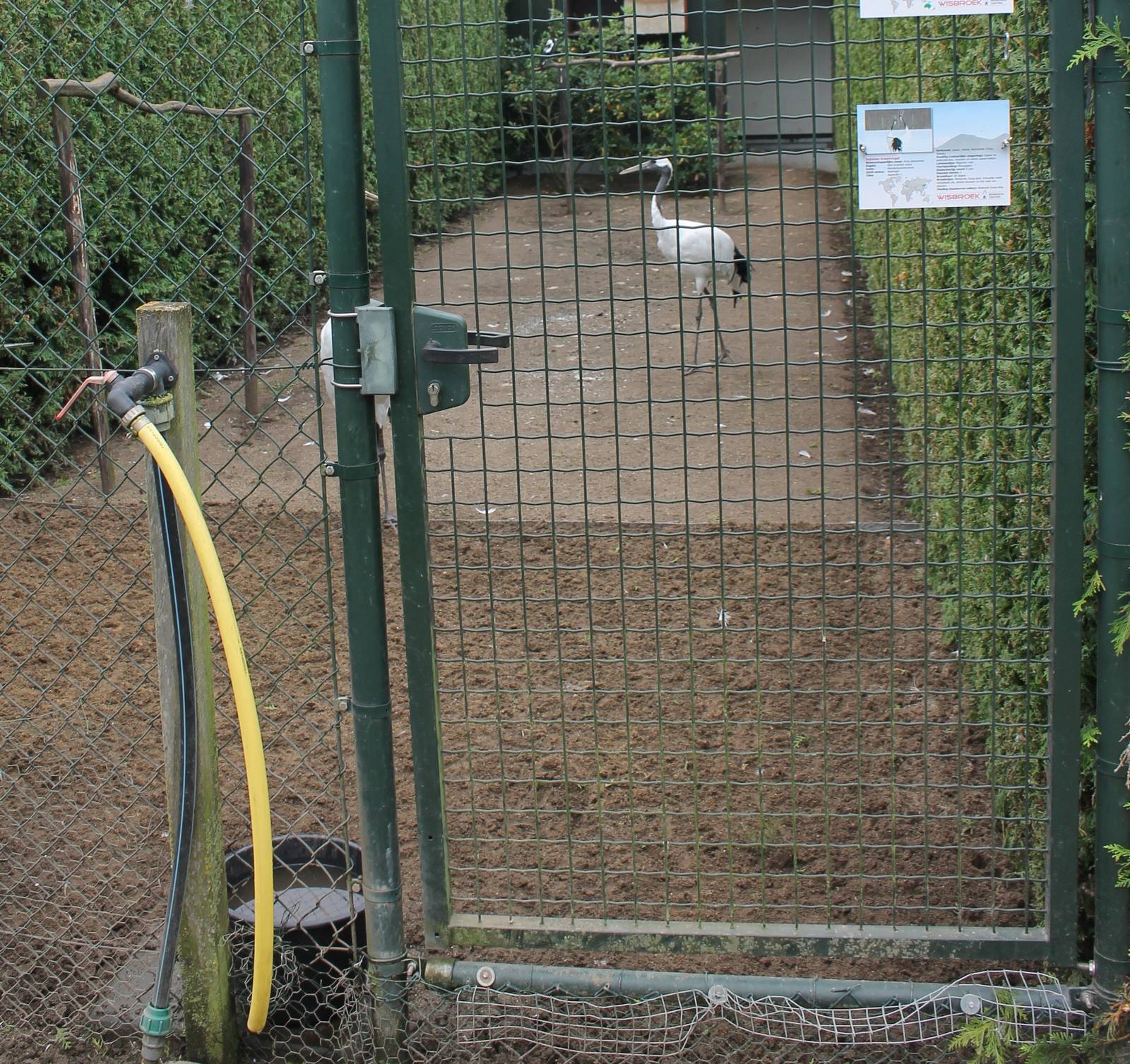 Enclosure Red-crowned cranes
