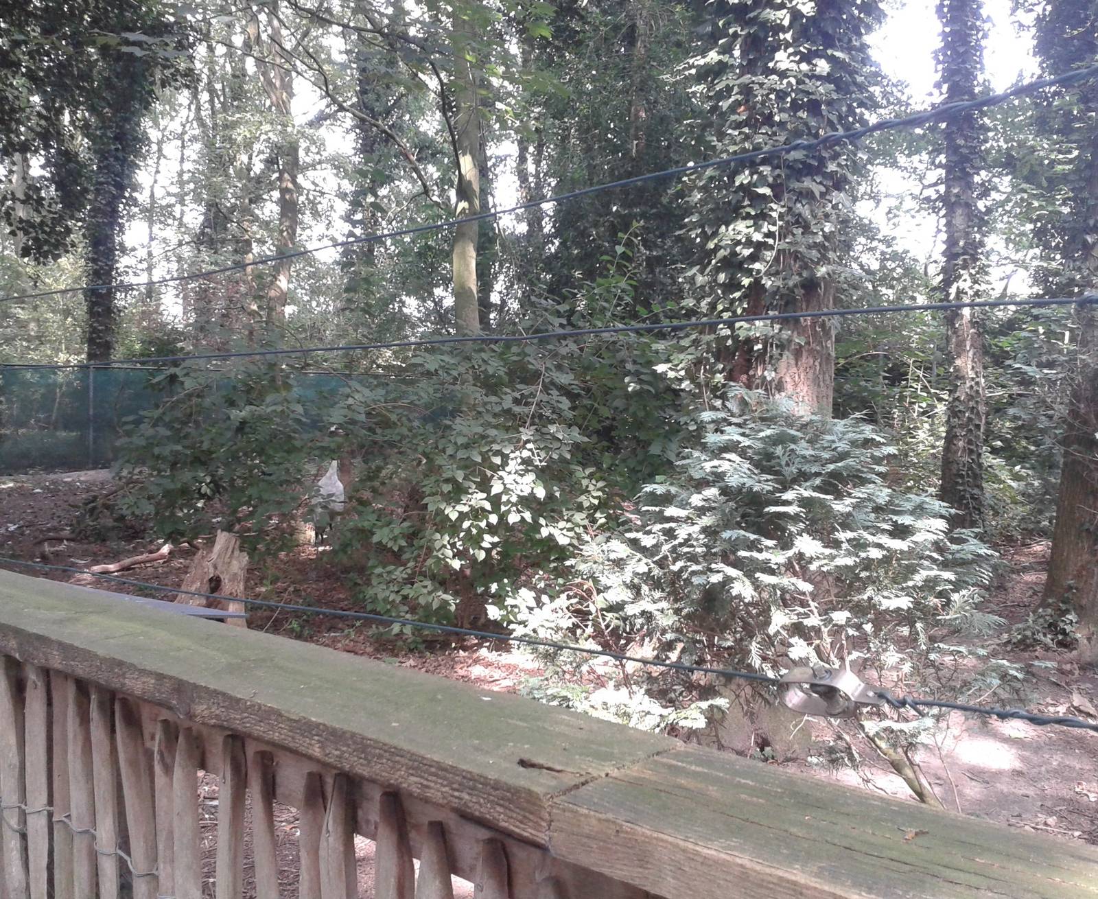 Enclosure Red-crowned cranes