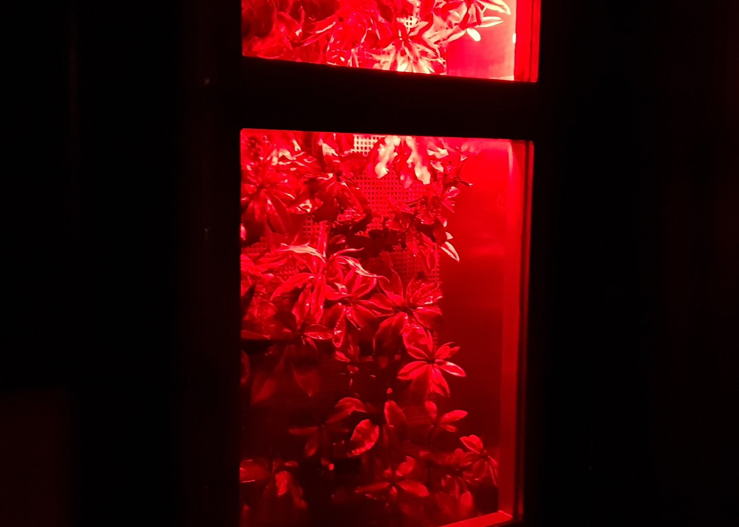 Enclosure Red-eyed tree-frog