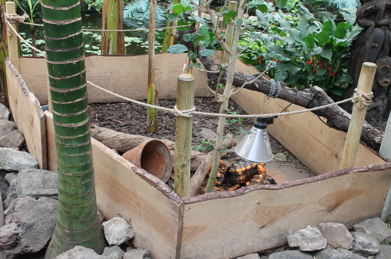Enclosure Red-footed tortoise