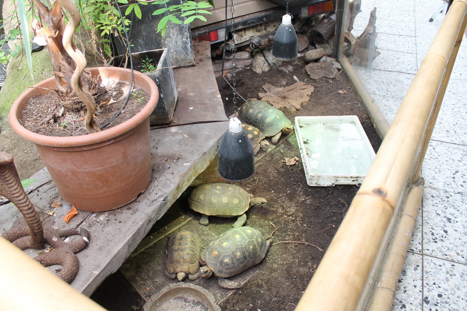 Enclosure Red-footed tortoise