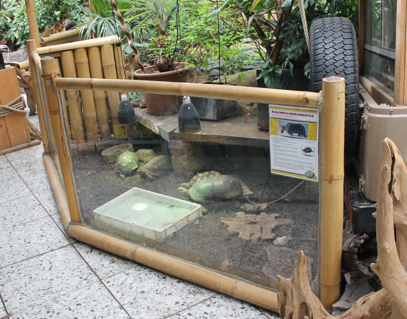 Enclosure Red-footed tortoise