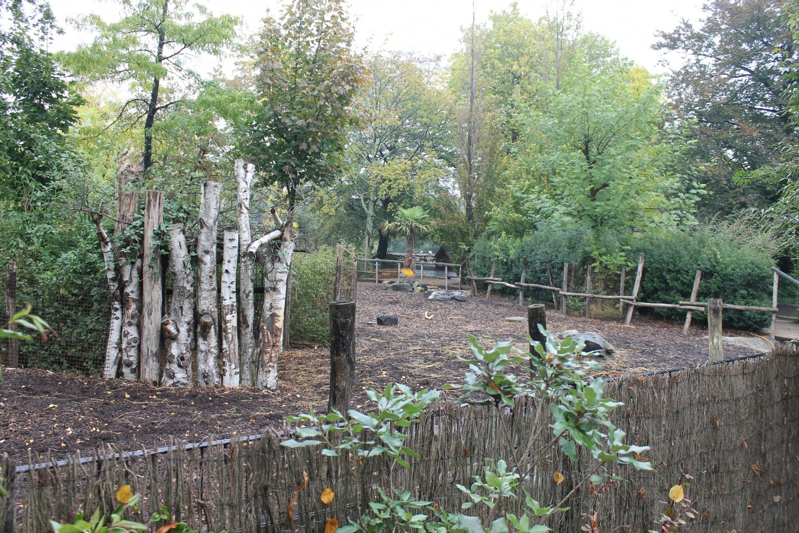 Enclosure Red forest buffalo