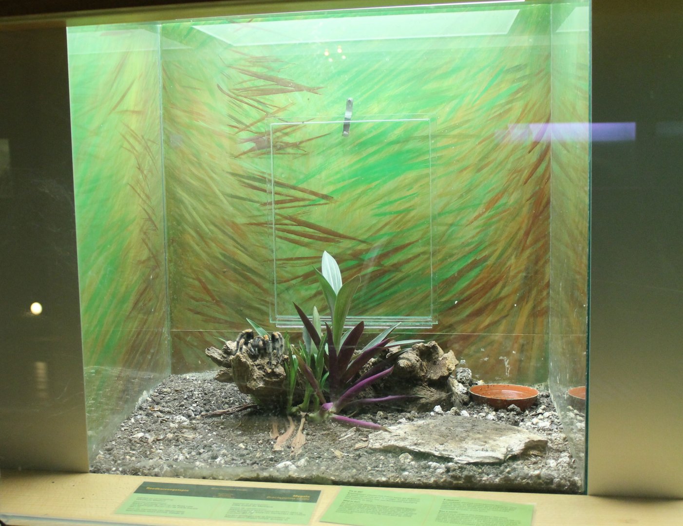 Enclosure Red-knee tarantula