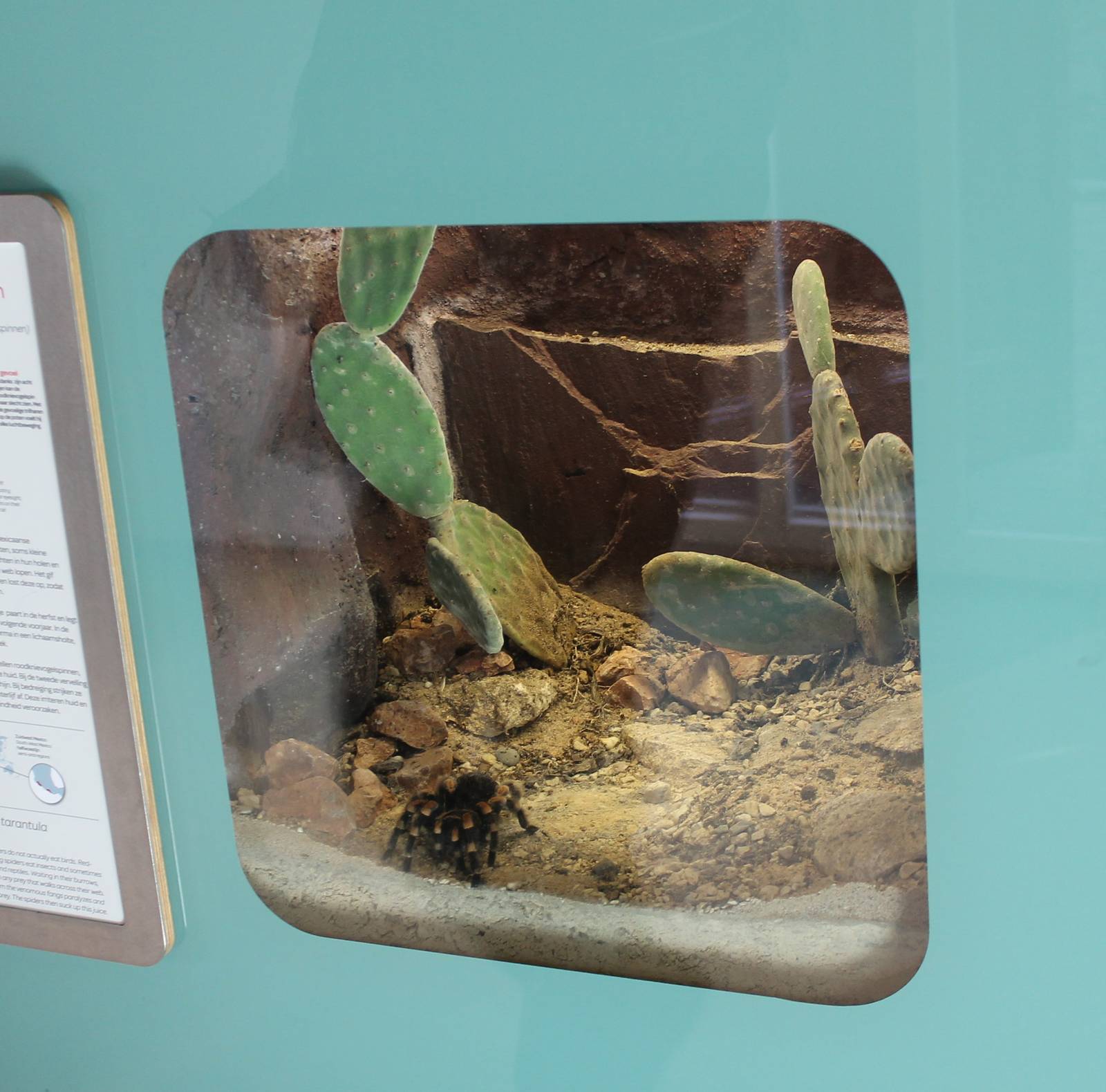 Enclosure Red-kneed tarantula