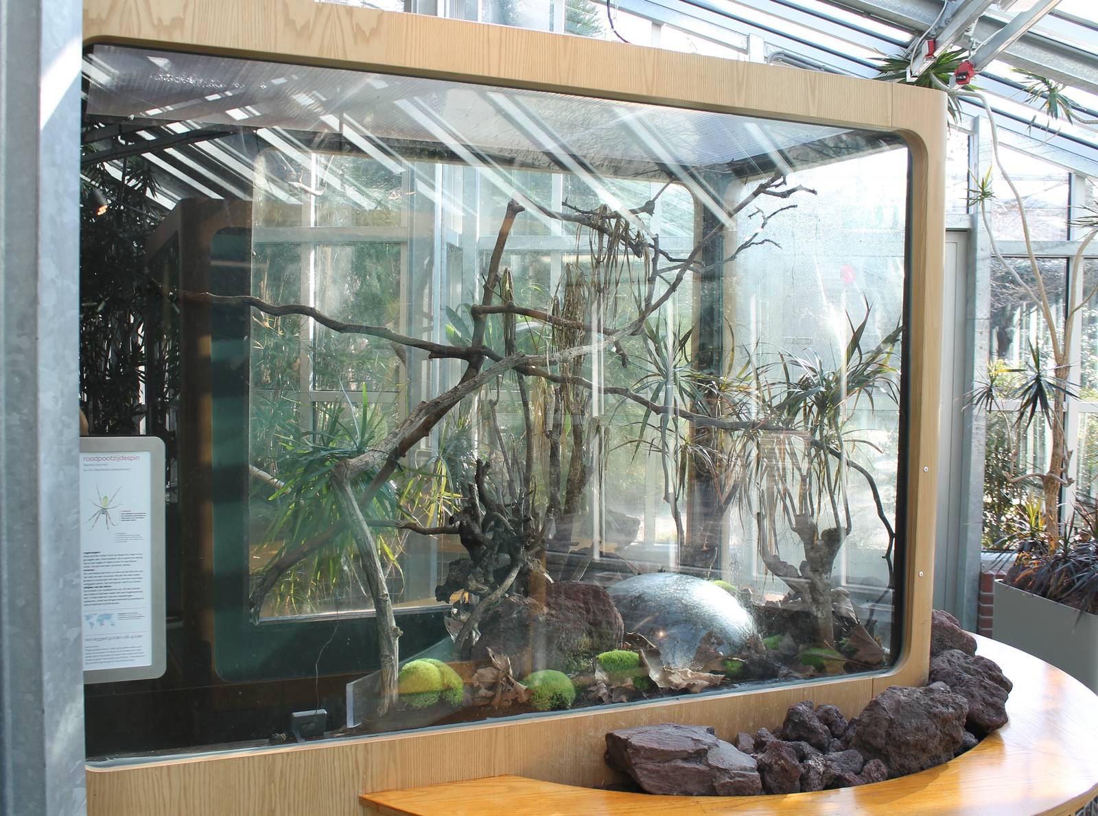 Enclosure Red-legged golden silk spider