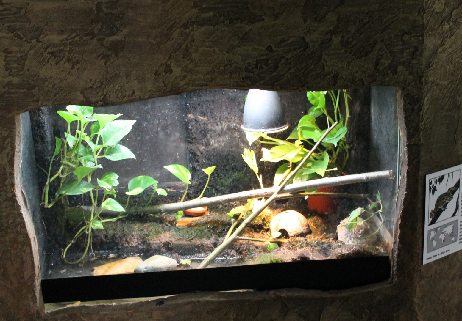 Enclosure Red-legged running frog