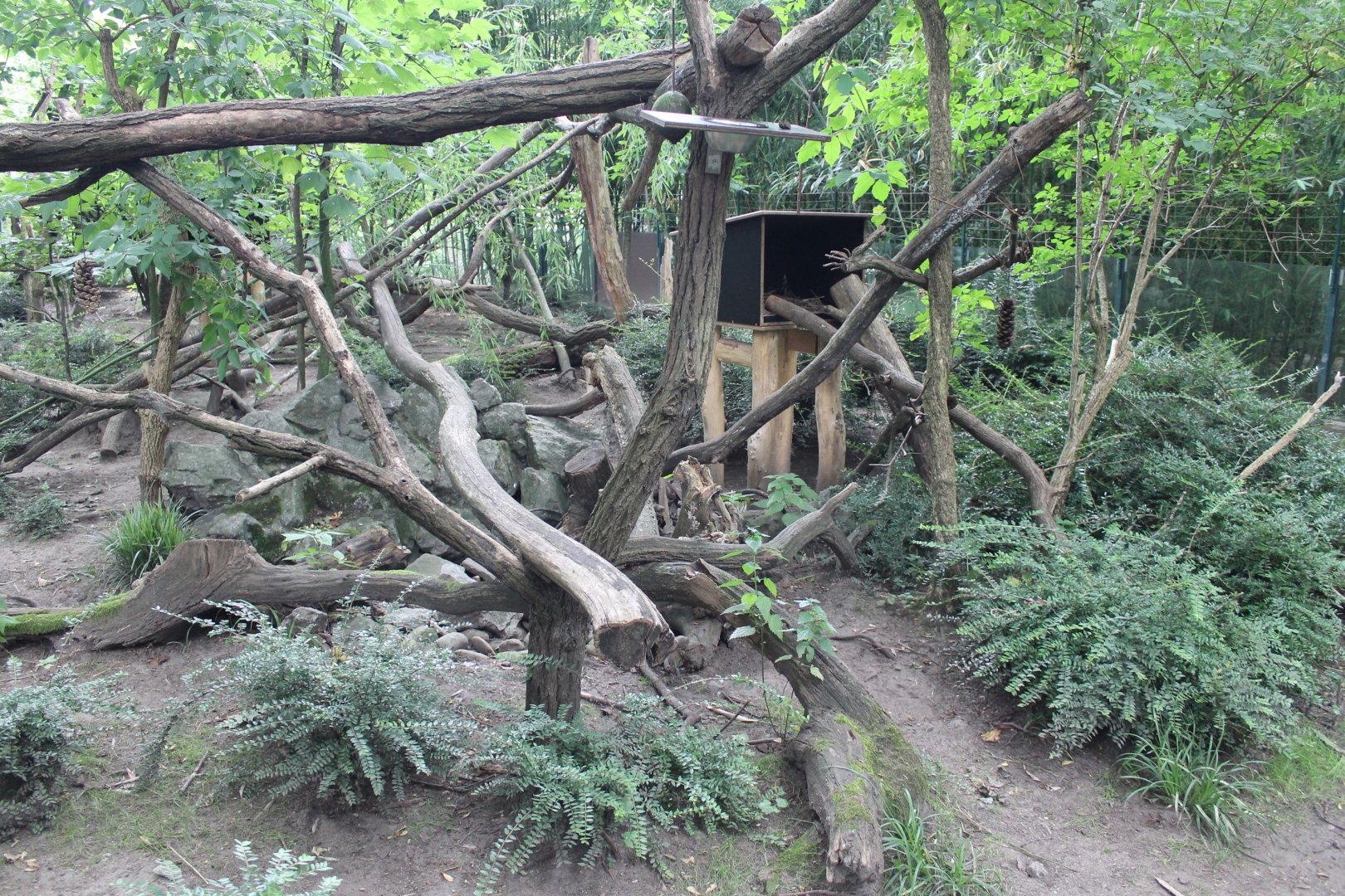 Enclosure Red panda