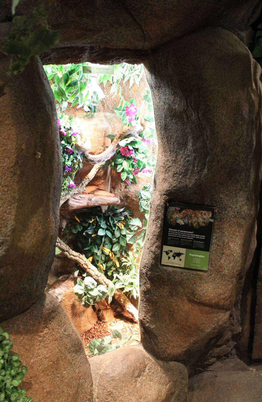 Enclosure Red rainbow boa