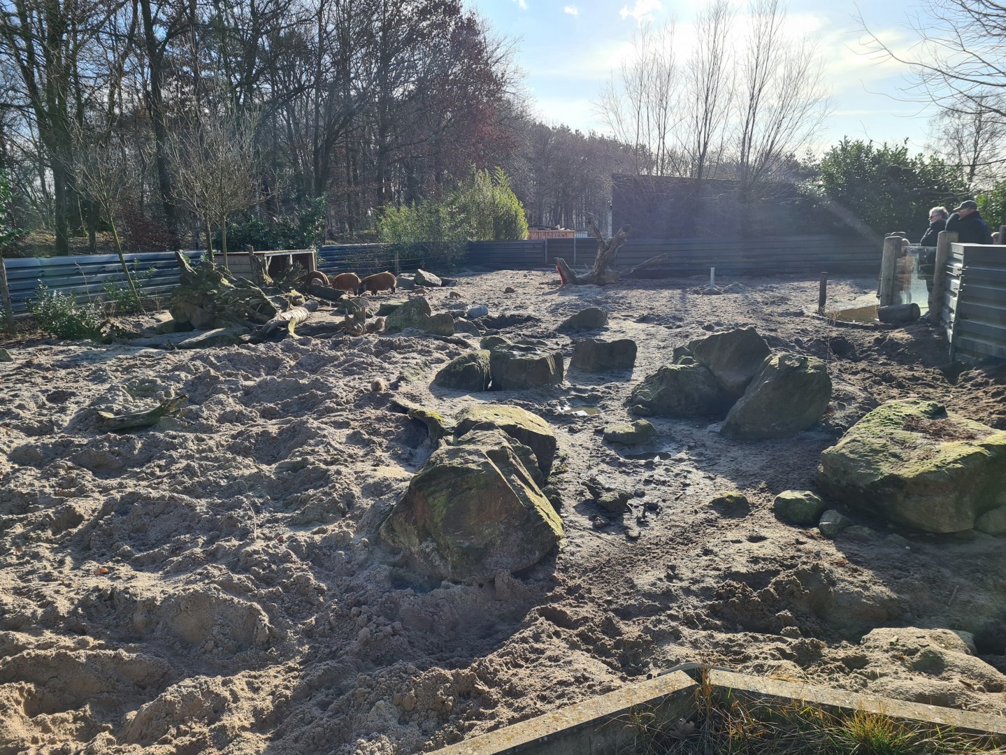 Enclosure red river hog and Banded mongoose