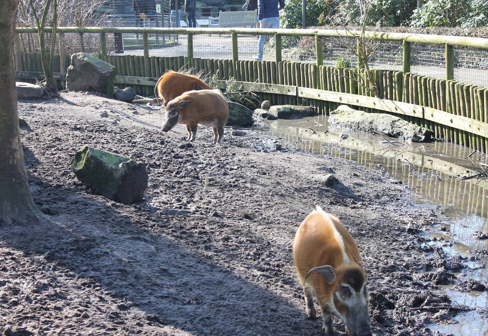 Enclosure Red river hog