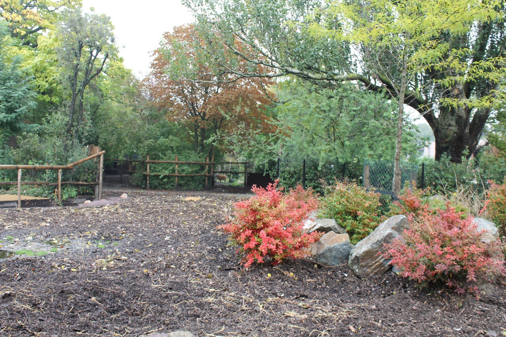Enclosure Red river hog
