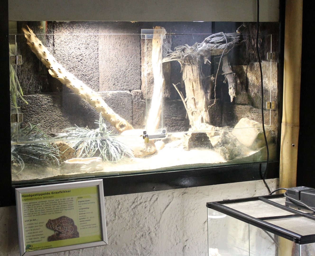 Enclosure Red-spotted burrow frog