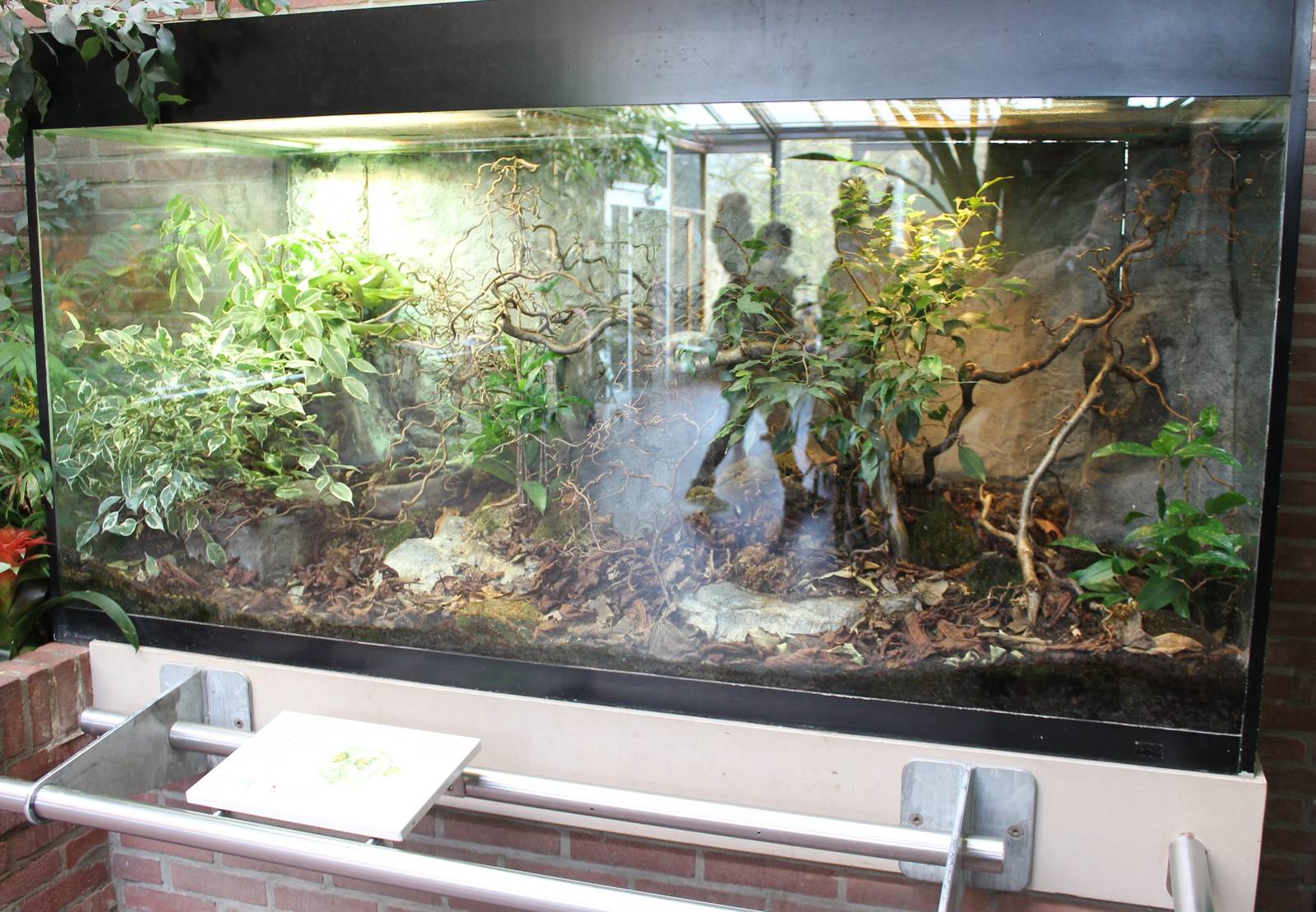 Enclosure Red-tailed ratsnake