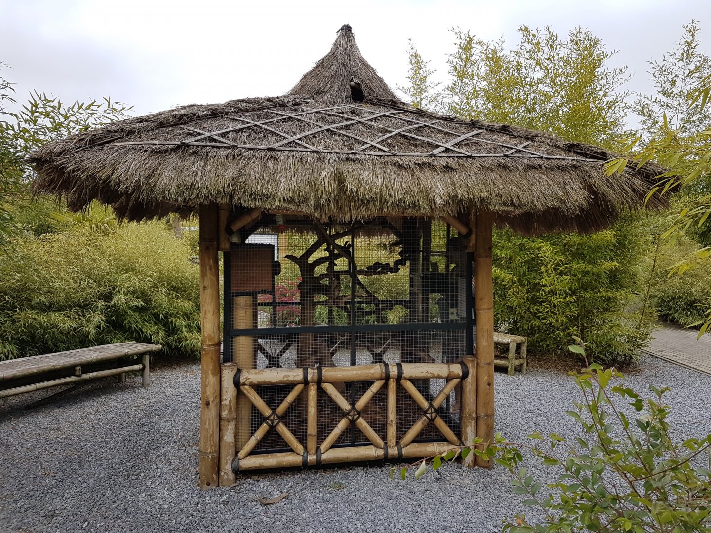 Enclosure Red-tailed Squirrel Ssp Hoffmanni