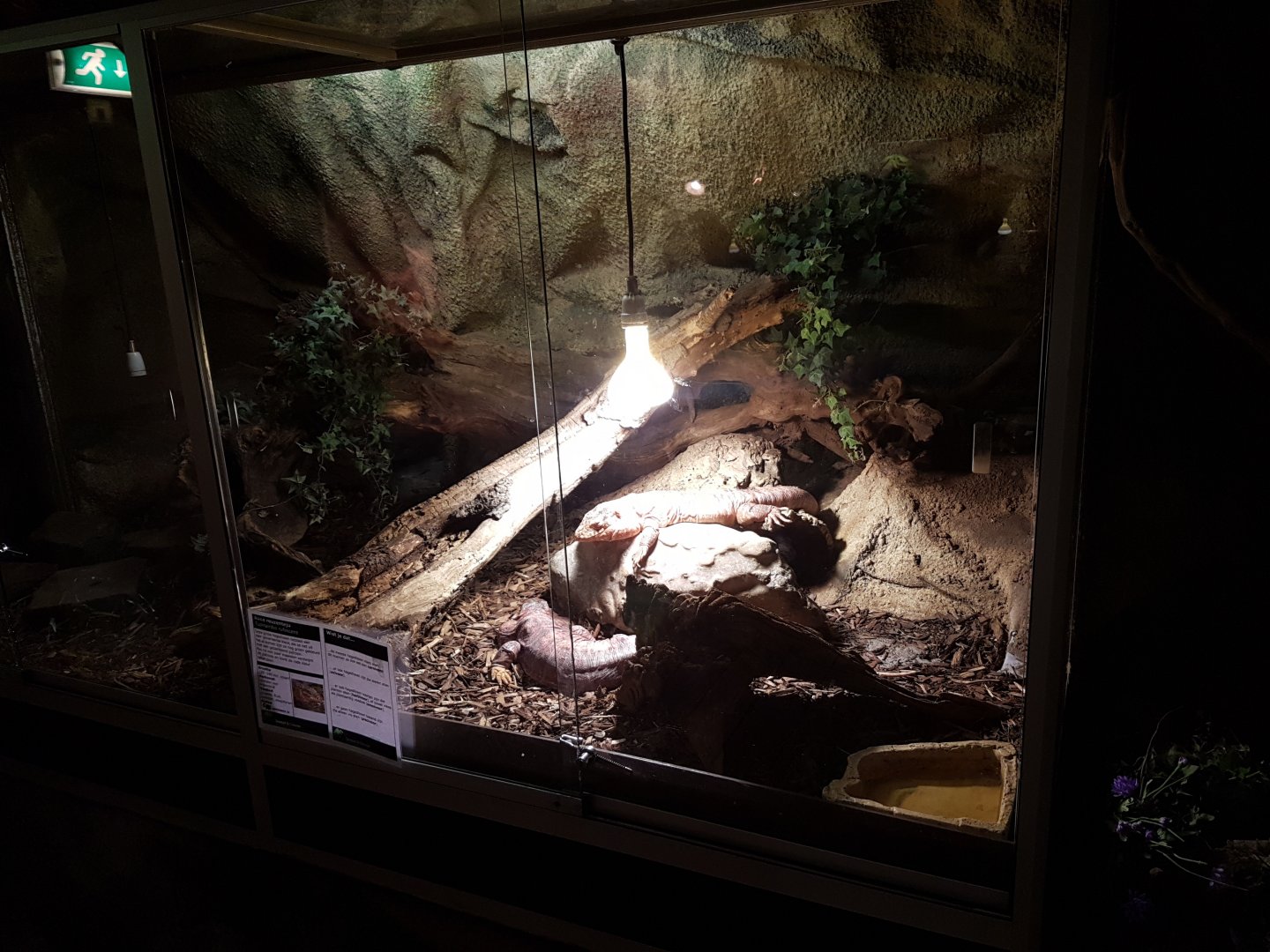 Enclosure Red tegu