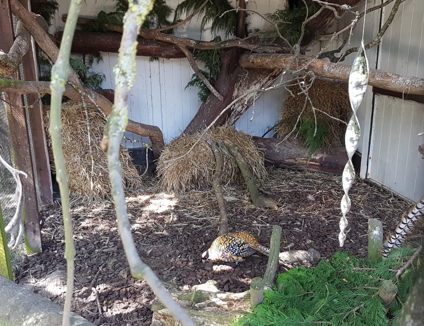 Enclosure Reeve's pheasant