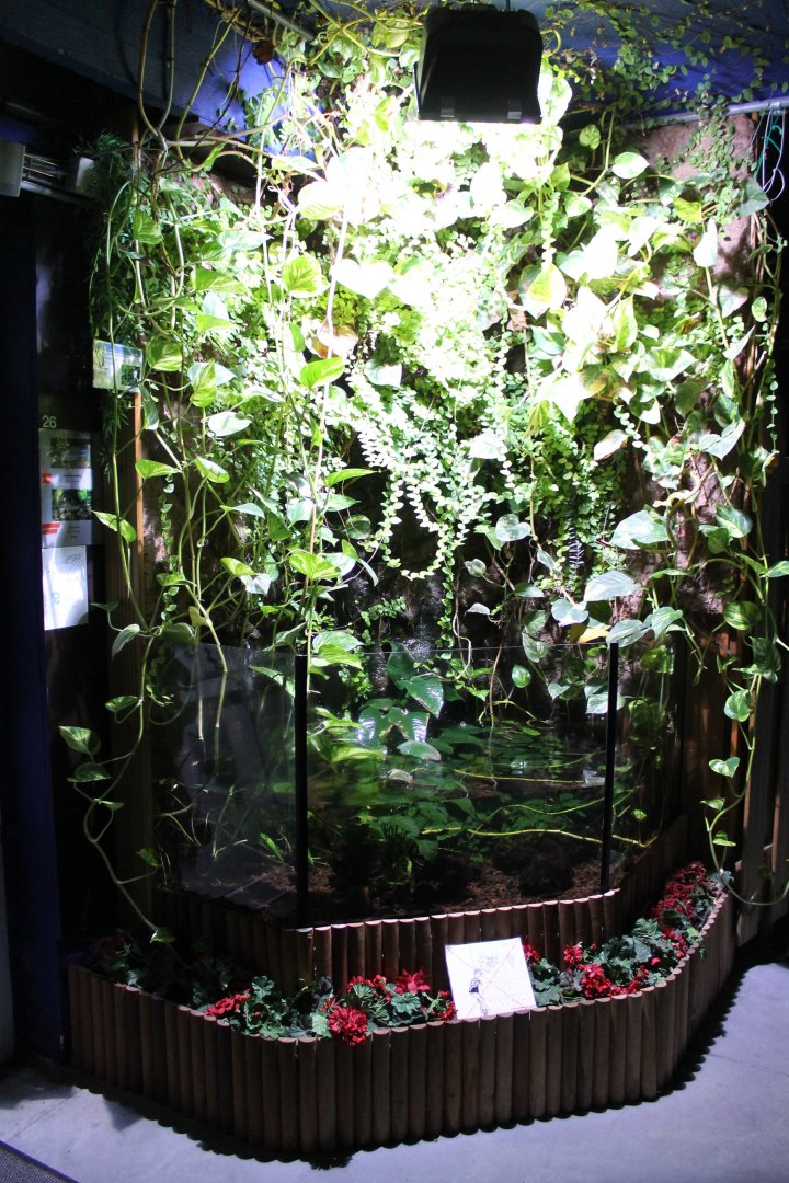 Enclosure Relict splitfin and Balsas splitfin