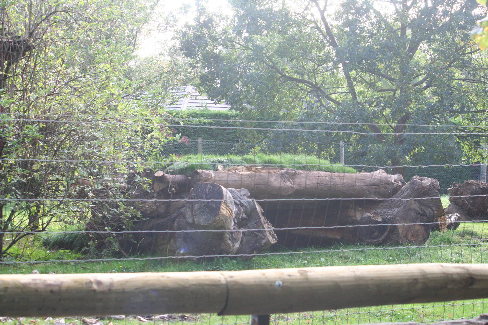 Enclosure renovation (kangaroos-anteaters)