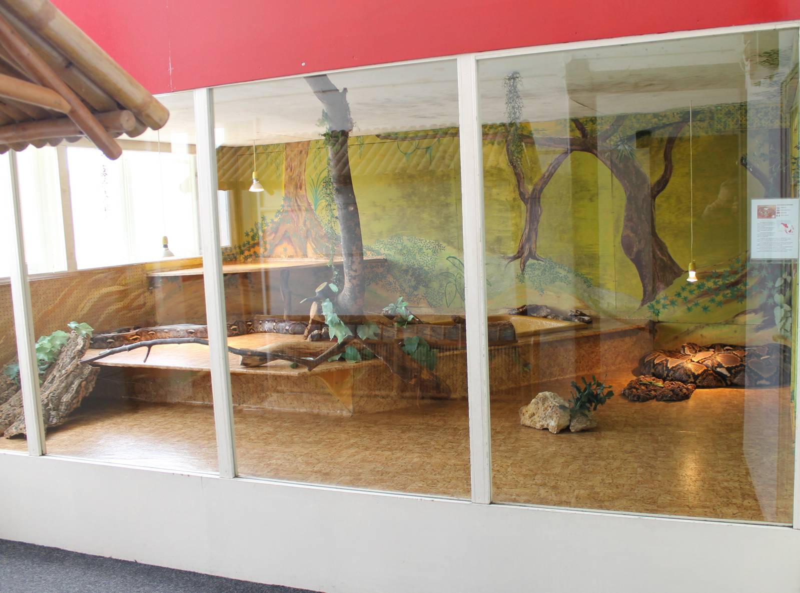 Enclosure Reticulated python