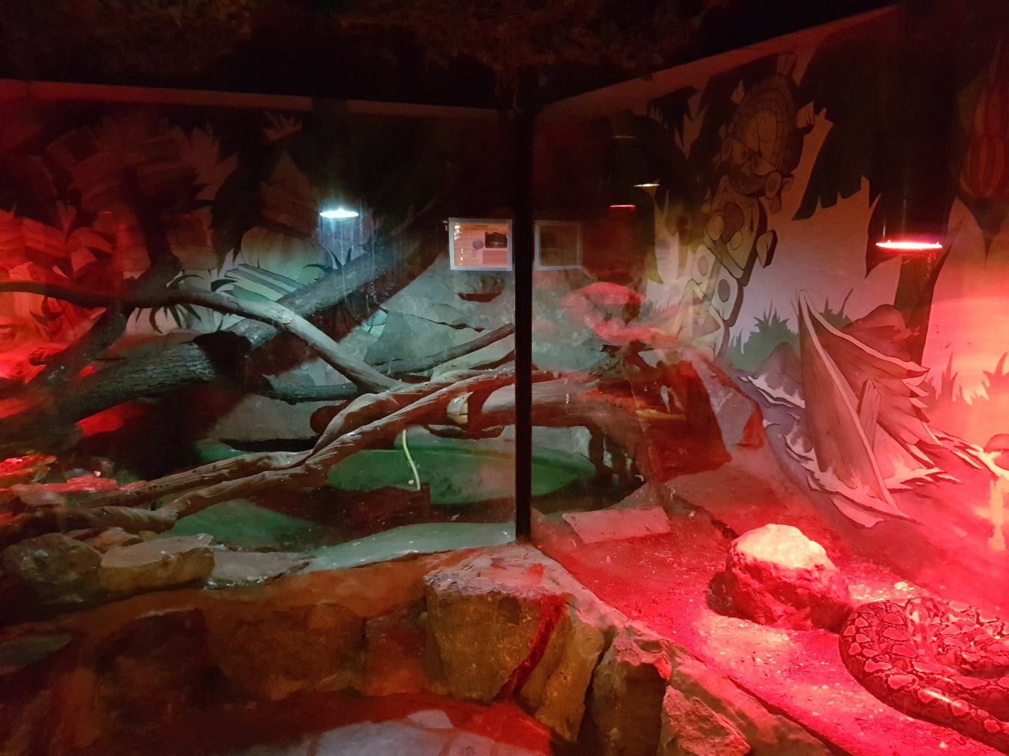 Enclosure Reticulated python