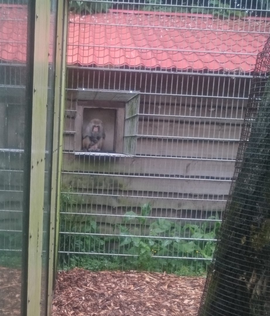 Enclosure Rhesus monkey