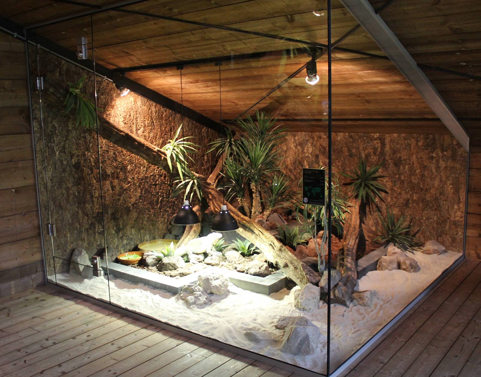 Enclosure Rhino iguana