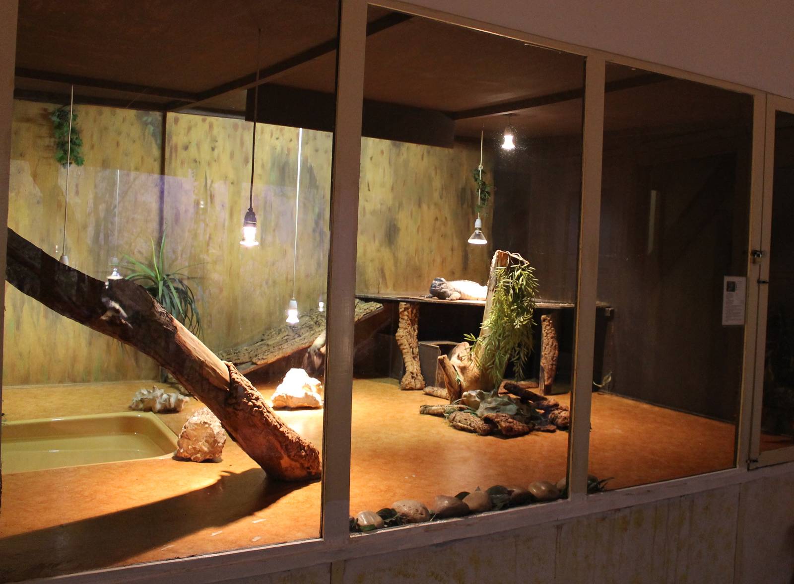 Enclosure Rhino iguana