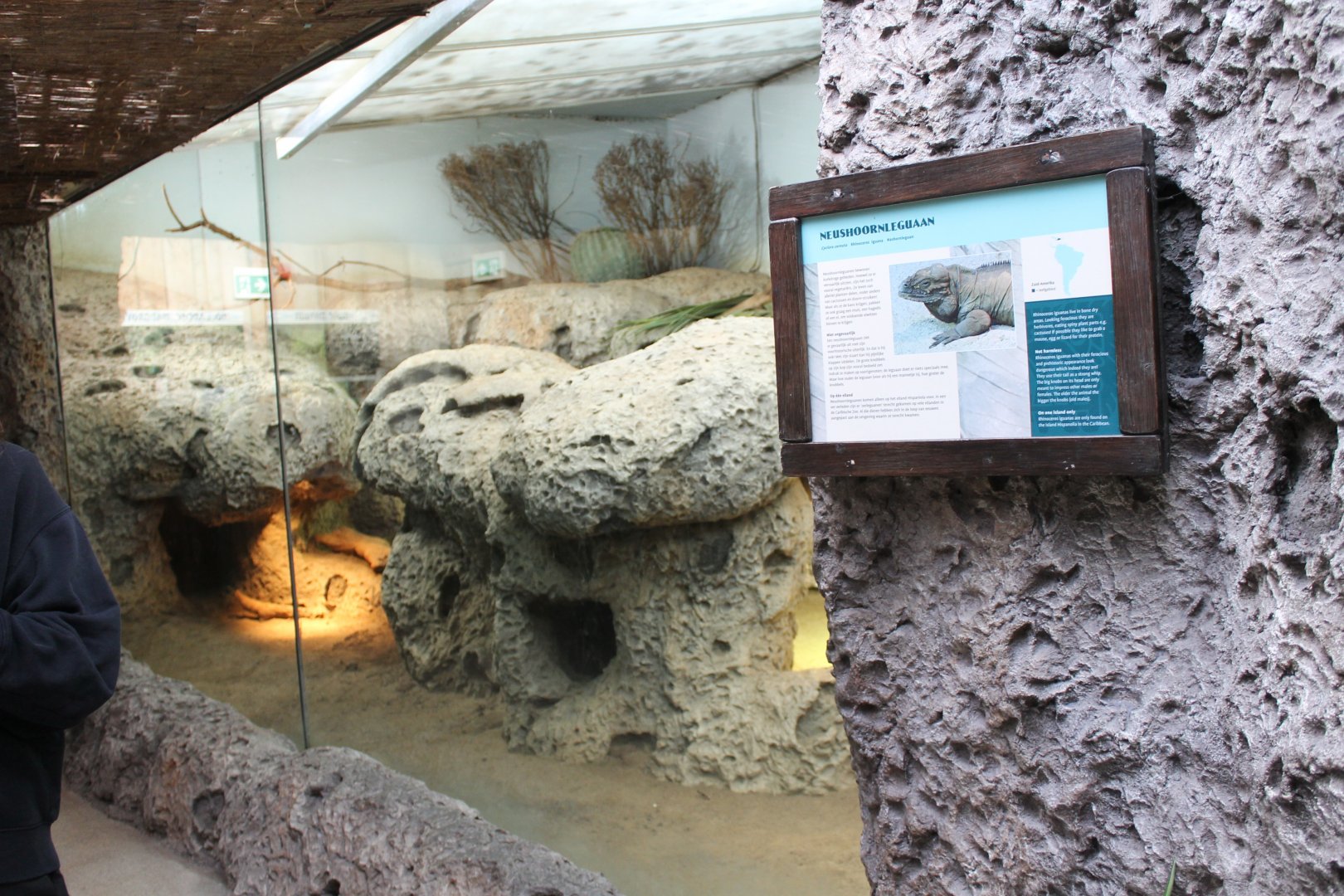 Enclosure Rhinoceros iguana