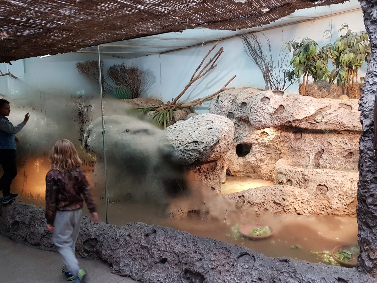 Enclosure Rhinoceros iguana