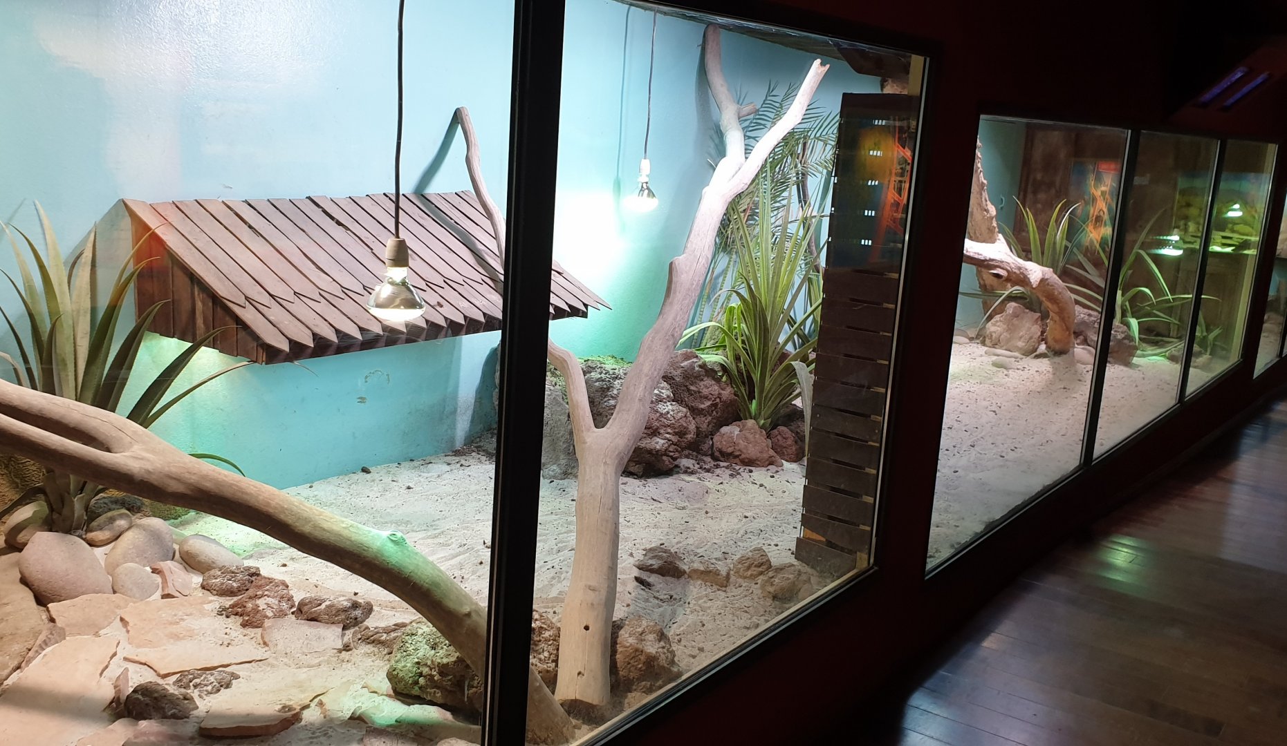 Enclosure Rhinoceros iguana