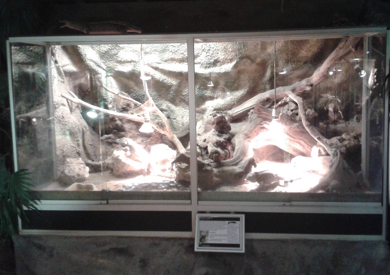 Enclosure Rhinoceros iguanas