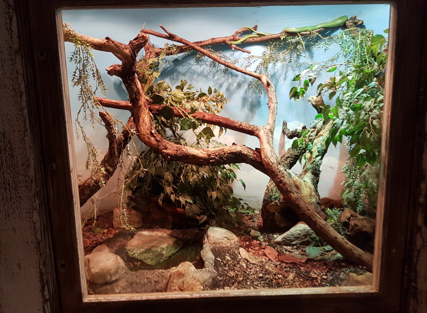 Enclosure Rhinoceros ratsnake