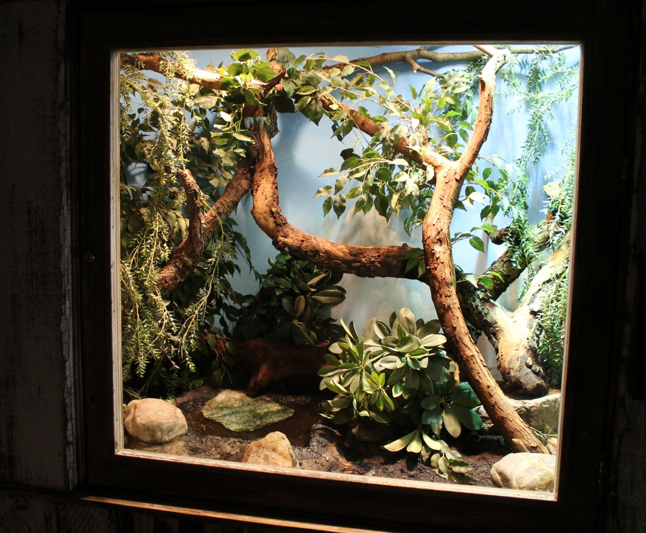 Enclosure Rhinoceros snake