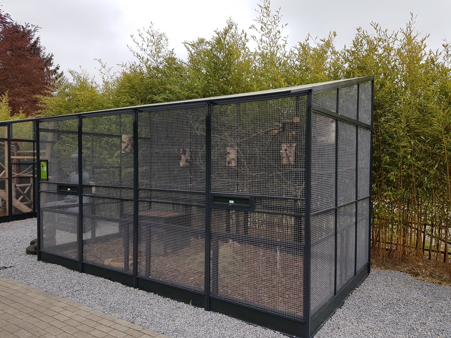 Enclosure Richardson's ground-squirrel