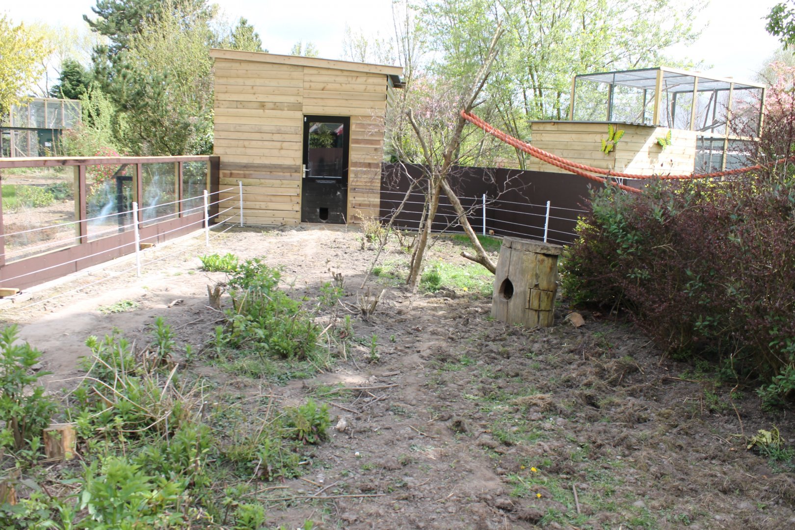 Enclosure Ring-tailed coati
