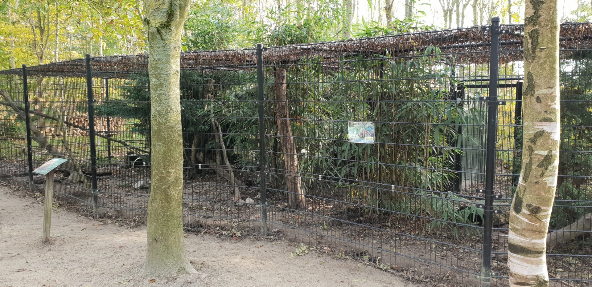 Enclosure Ring-tailed coati