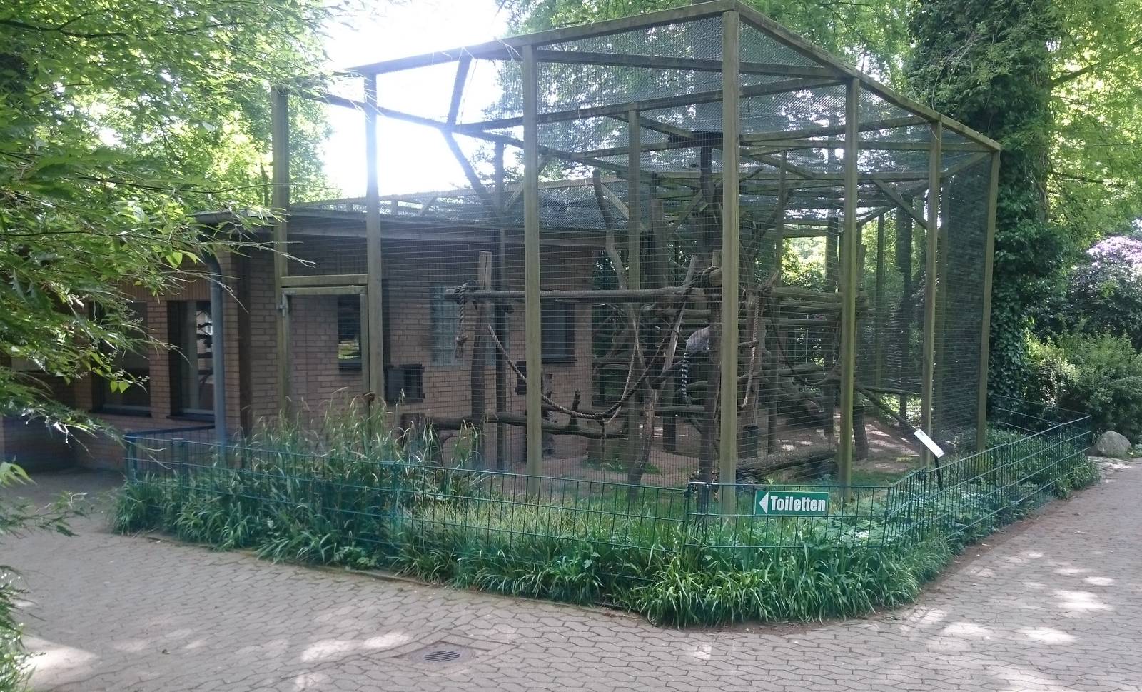 Enclosure Ring-tailed lemur