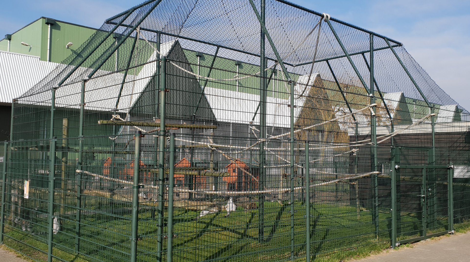 Enclosure Ring-tailed lemur