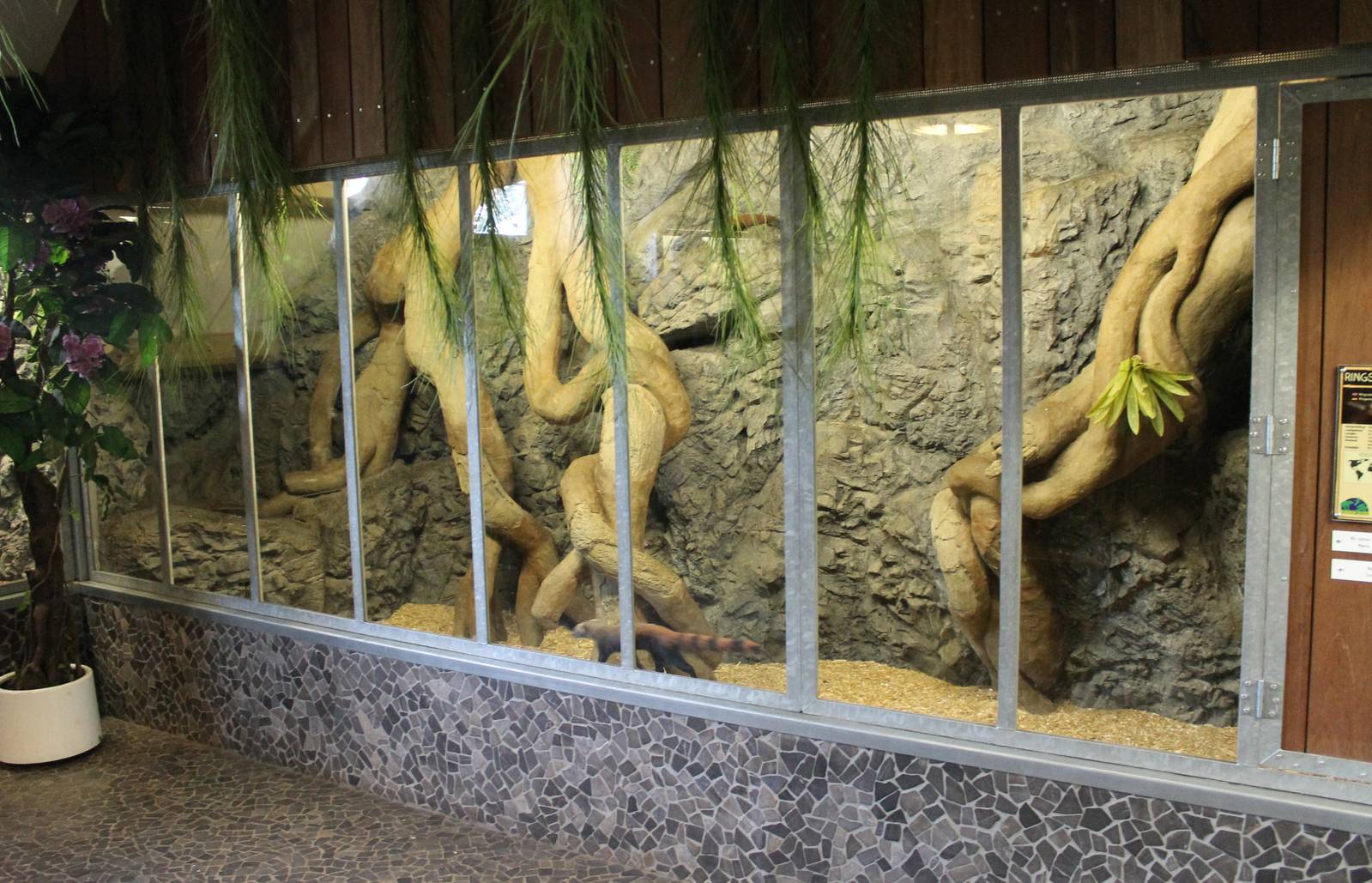 Enclosure Ring-tailed mongoose