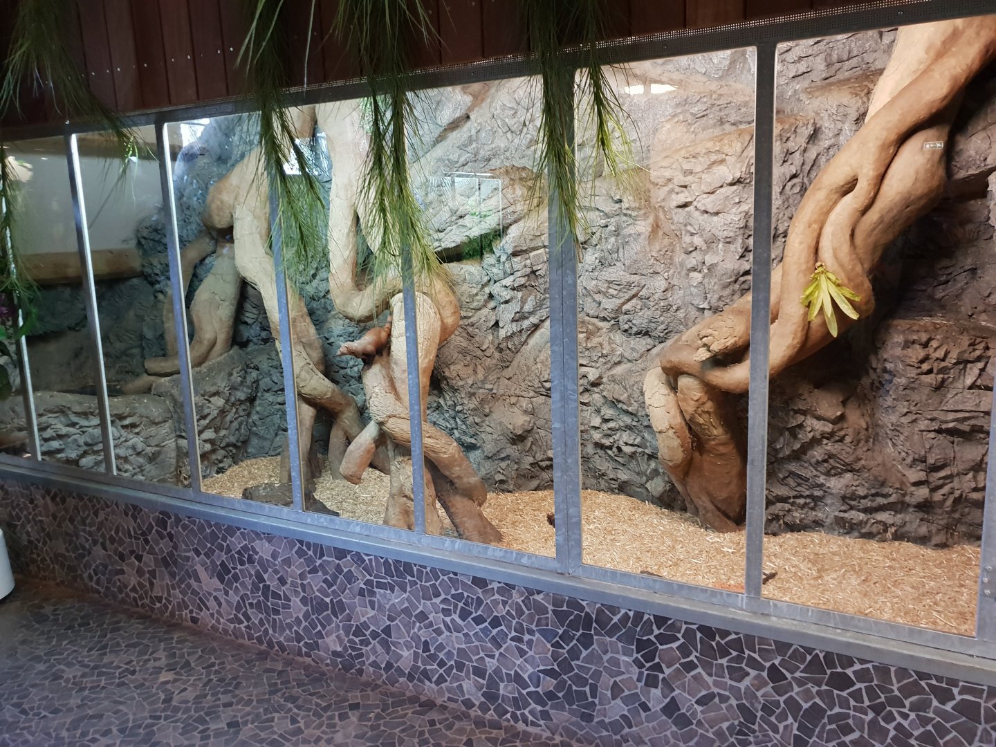 Enclosure Ring-tailed vontsira