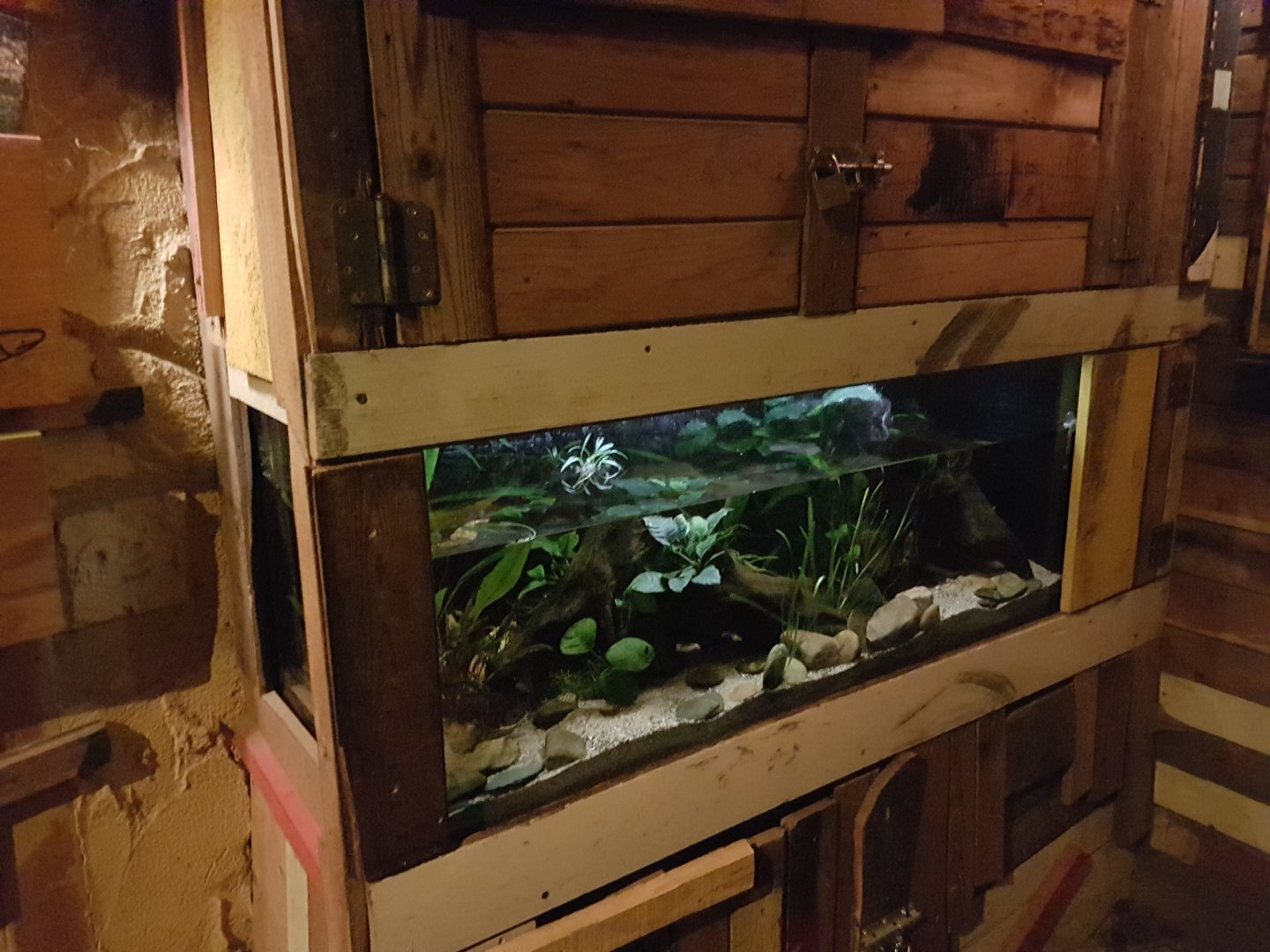 Enclosure Rio Cauca caecilian