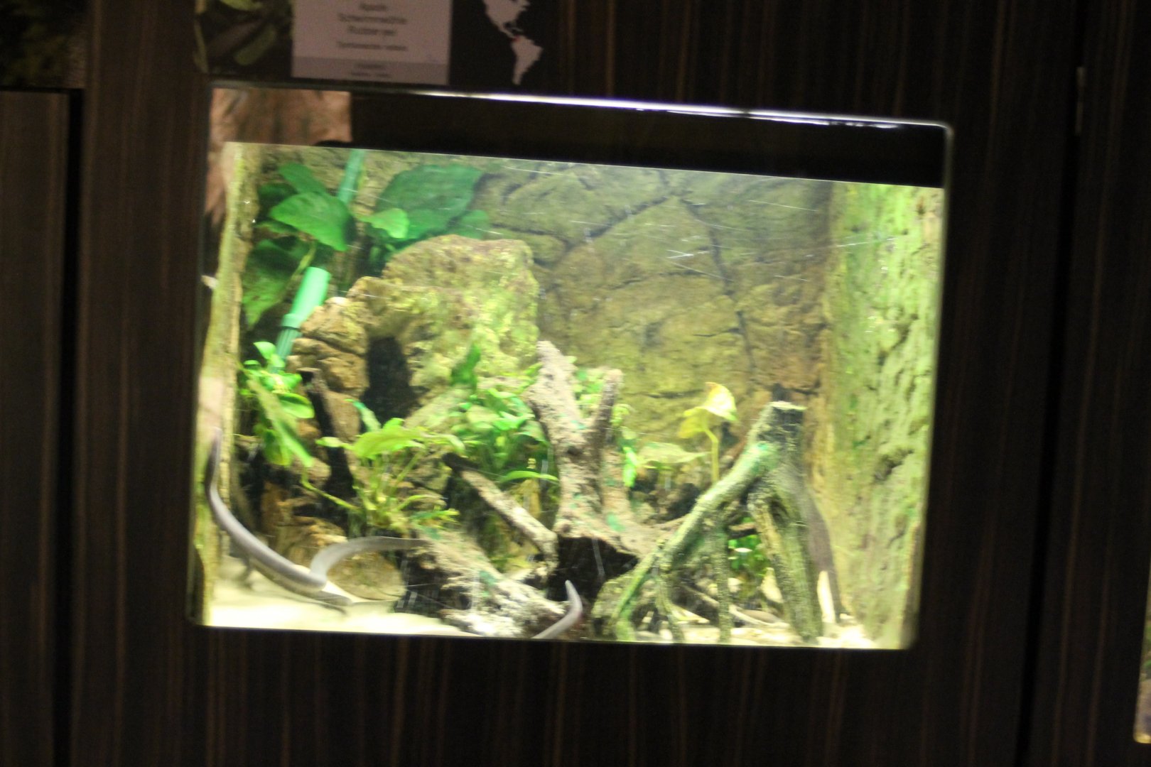 Enclosure Rio Causa caecilian