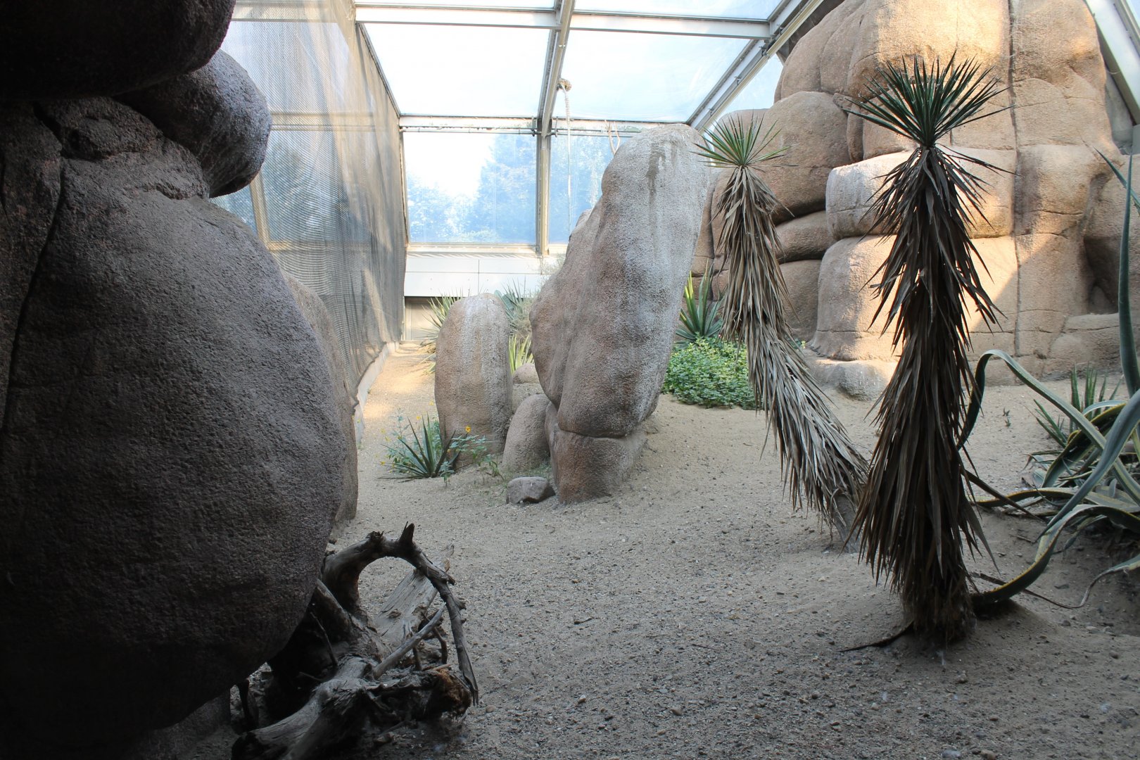 Enclosure Roadrunner - Burrowing owl