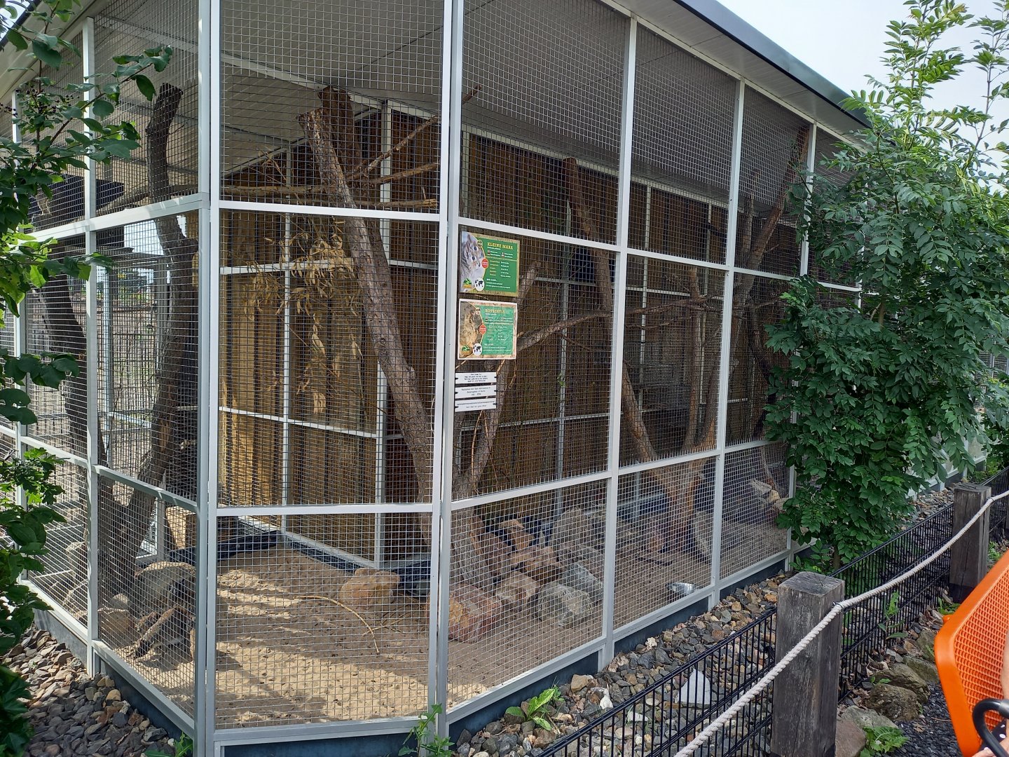 Enclosure Rock cavy - Chacoan cavy