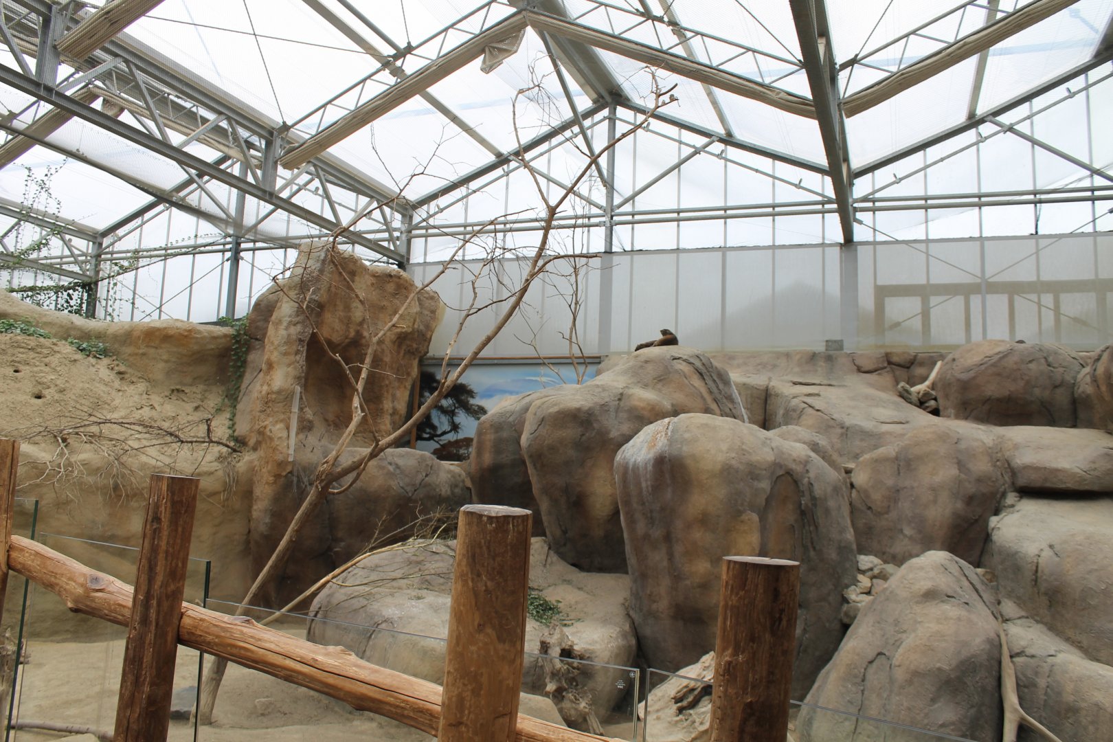 Enclosure Rock hyrax