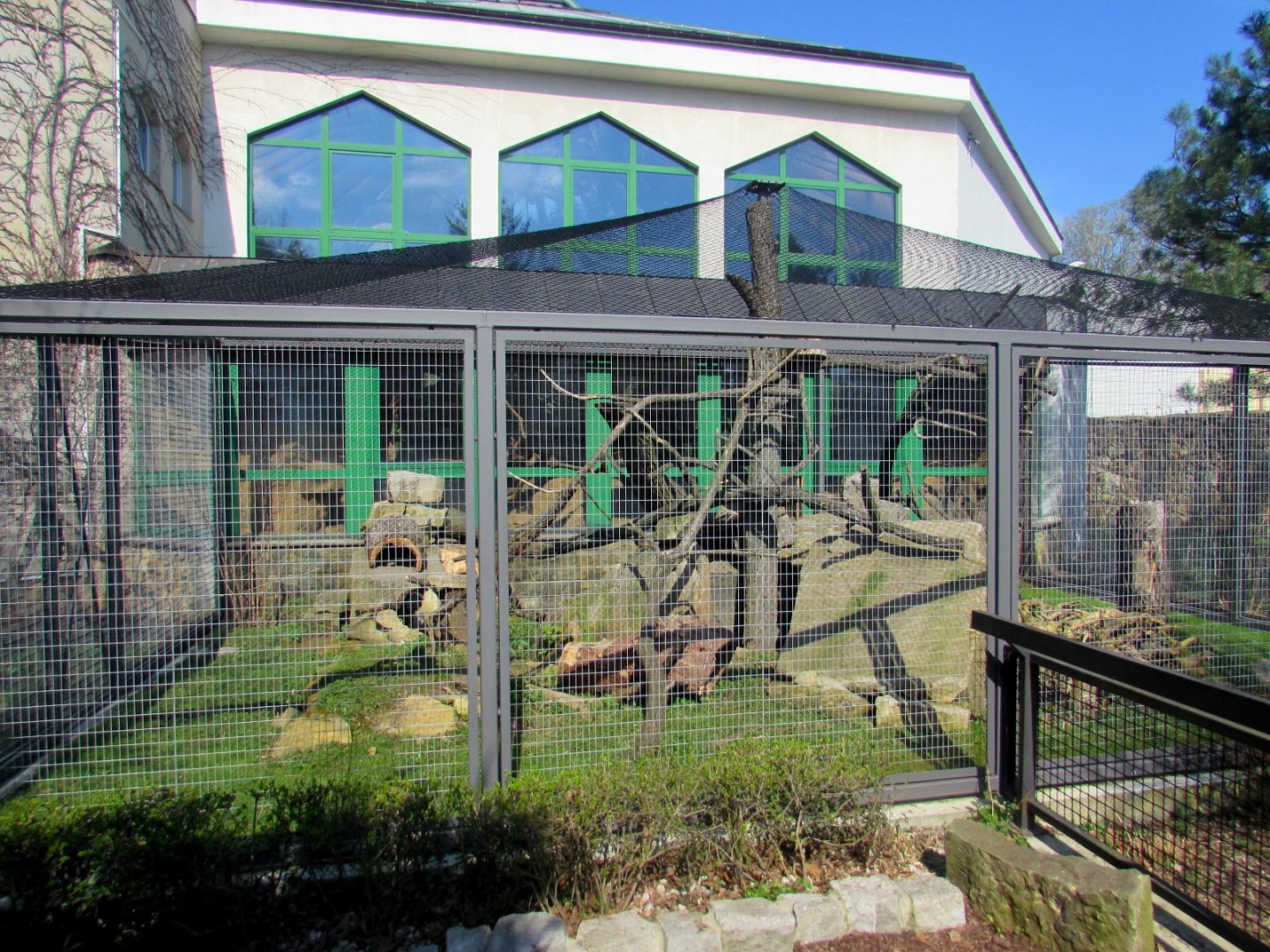 Enclosure Rock Hyrax